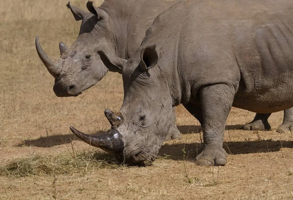 Poachers Have Killed over 100 Rhinos in South Africa This Year