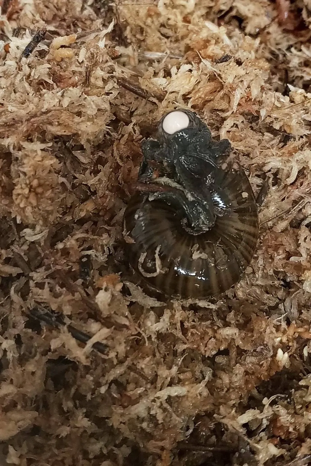 Rare New Zealand Snail Filmed for First Time Laying an Egg from its Neck