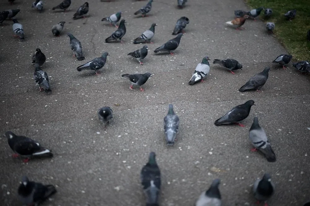 Pigeon Rescue Crew Find Peace in Tending London's Flocks