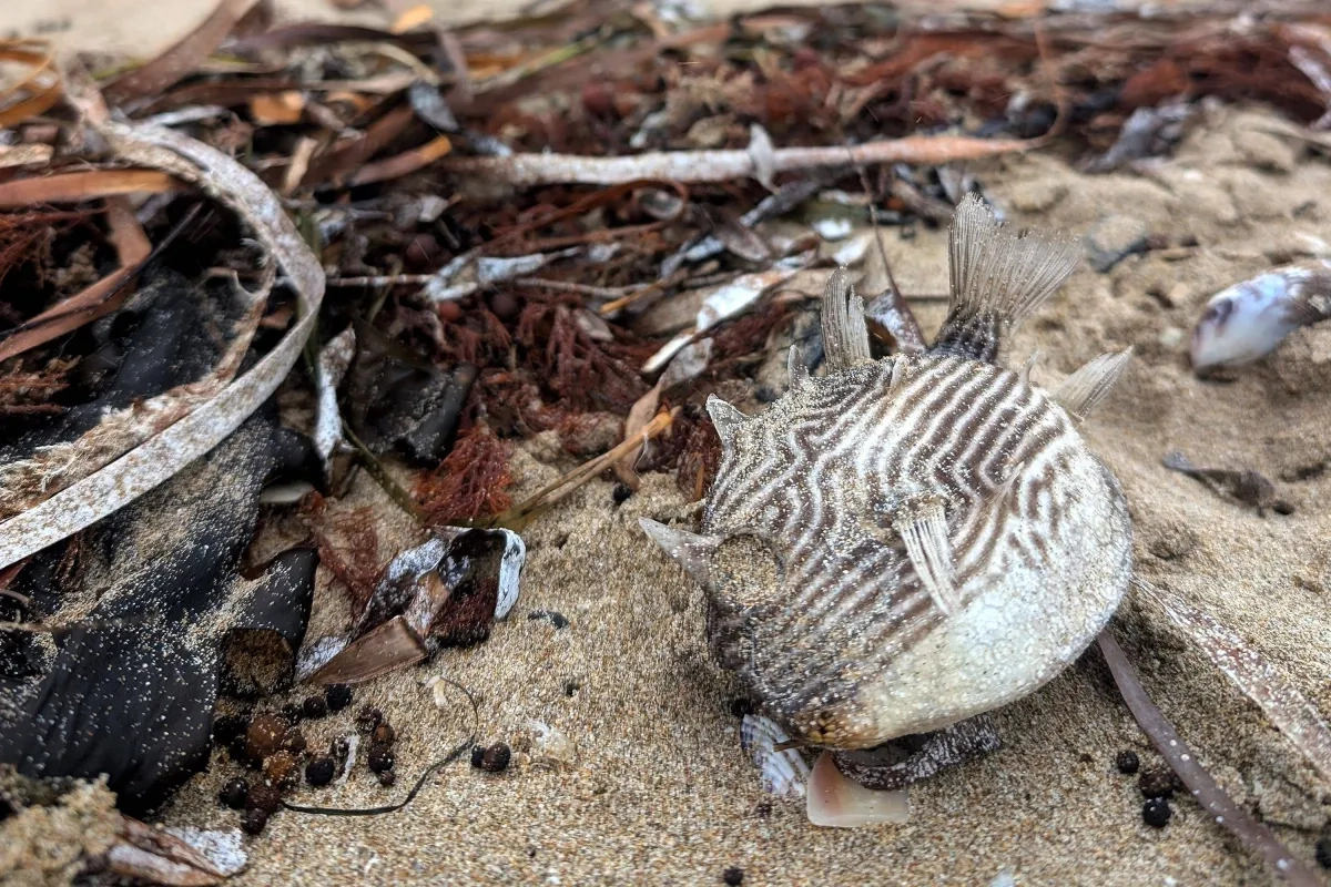 Toxic Algae Killing Marine Life Off Australian Coast