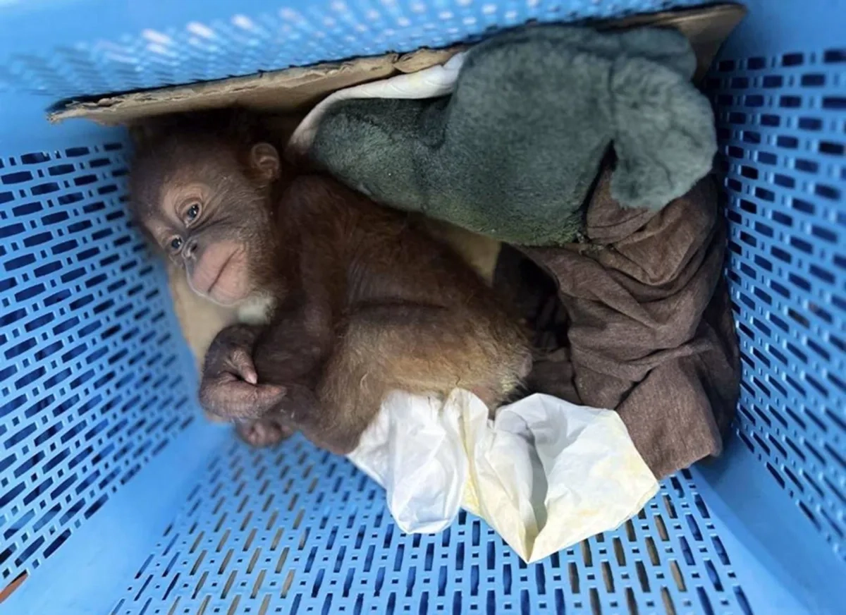 Thai Police Rescue 2 Baby Orangutans, Arrest Trafficking Suspect