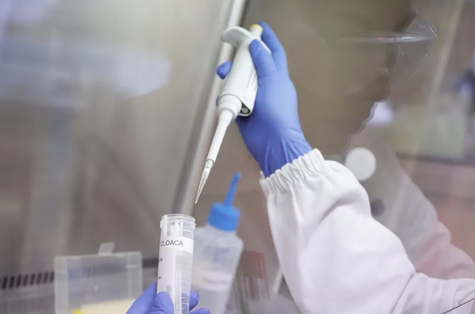 Brazil Confirms First Bird Flu Outbreak in Commercial Poultry