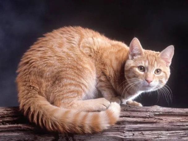 Decades-Long Mystery of Ginger Cats Revealed