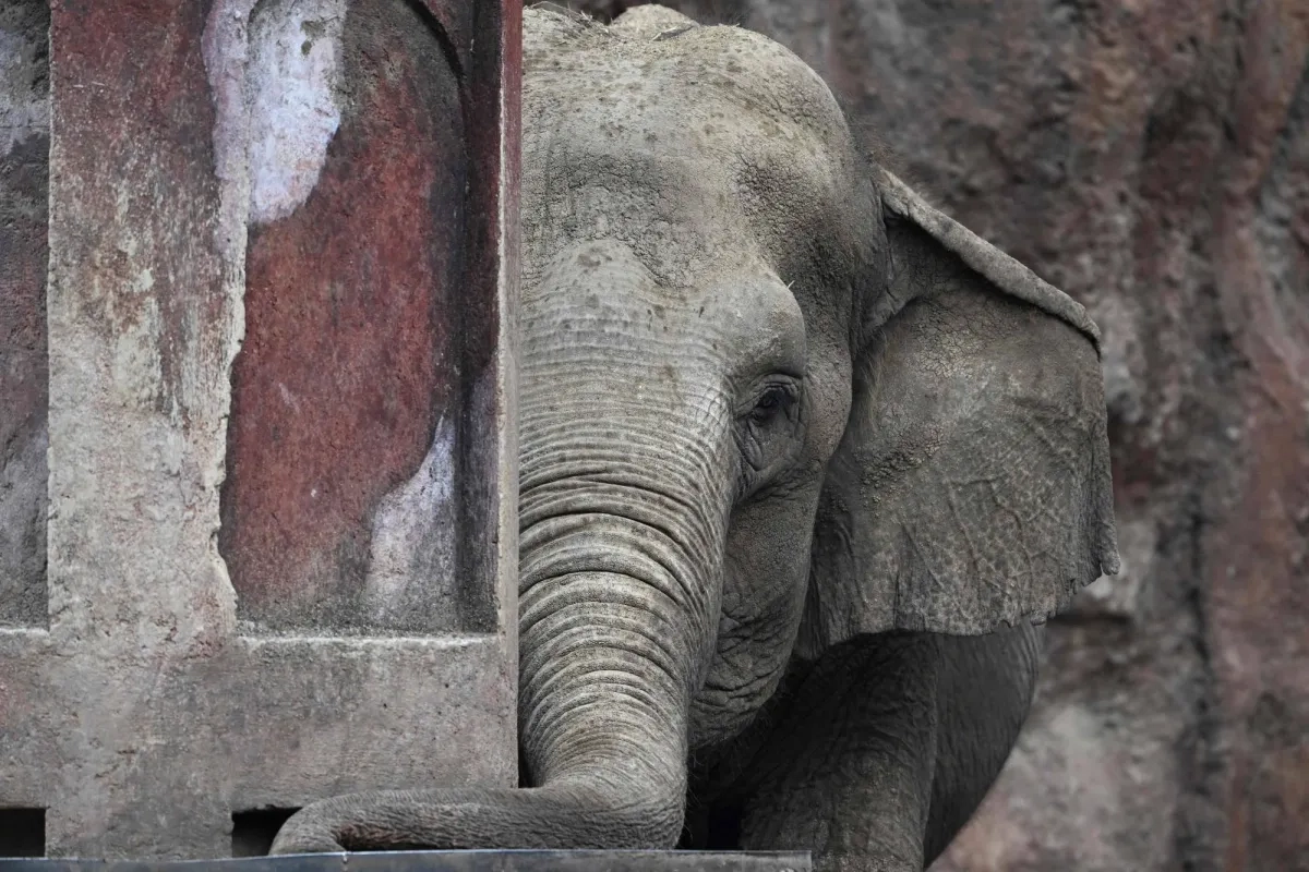 Sri Lanka Train Kills Elephant Despite New Safety Moves