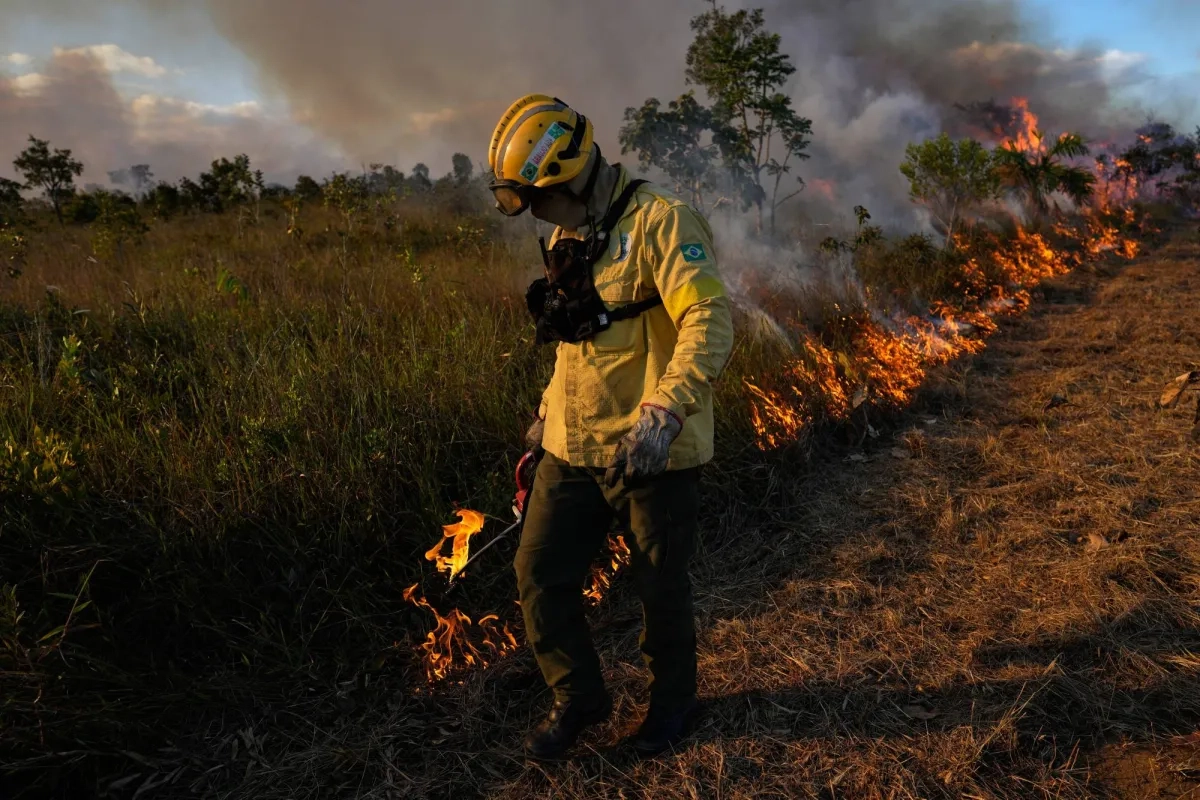 Report: Amazon Fires Drive Unprecedented Global Forest Loss in 2024
