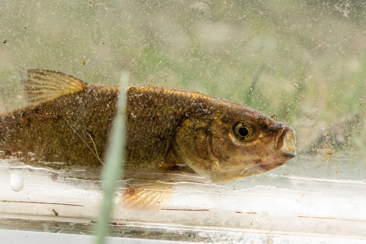 Rare Olive-colored Fish in Nevada Nears Key Step Toward Endangered Species Listing