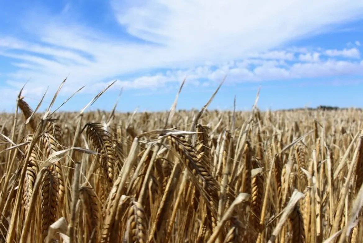 Jordan Tenders to Buy up to 120,000 Tons of Feed Barley, Traders Say