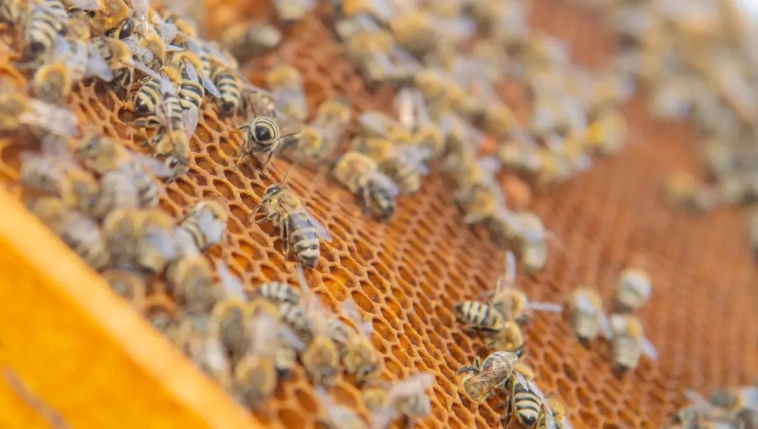 Saudi Northern Borders Region Sees Honey Production Boom, Investment Potential