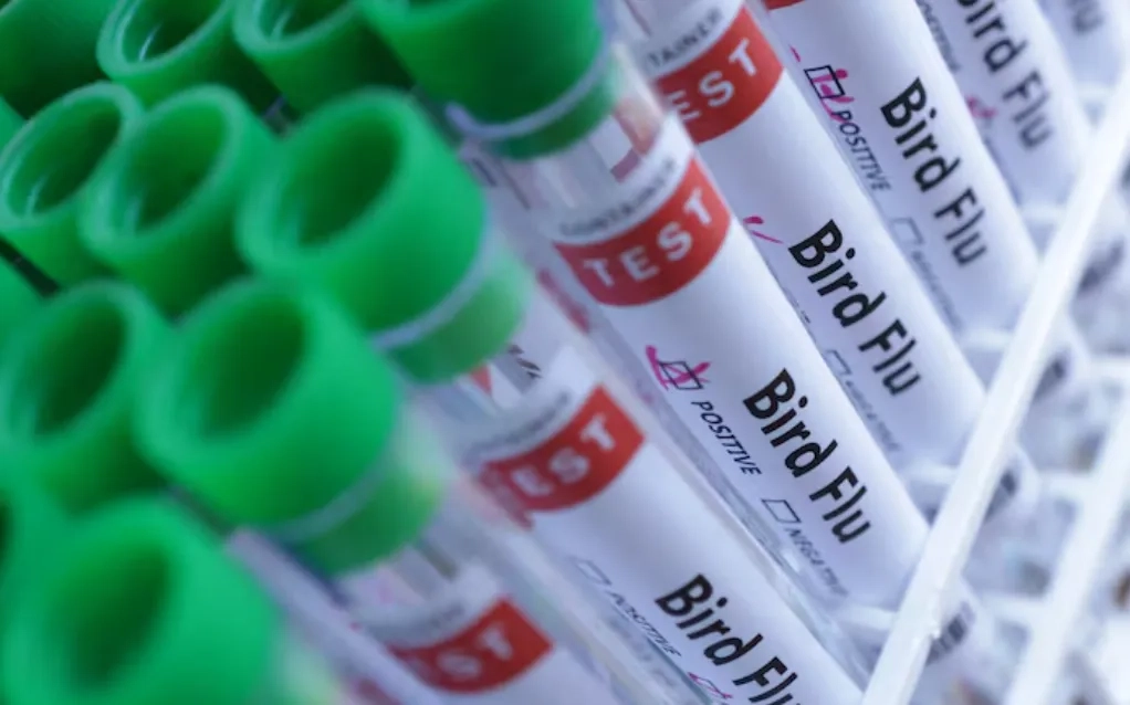 Brazil Hopes to be Officially Free of Bird Flu in 28 Days