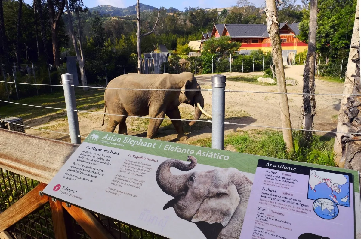 Aging Elephants Moved from LA to Tulsa Zoo, but Advocates Say they Should be at a Sanctuary