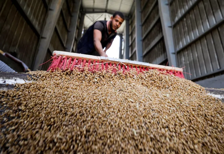 Egypt Aims to Boost Local Wheat Procurement to Cut Imports, Says Minister