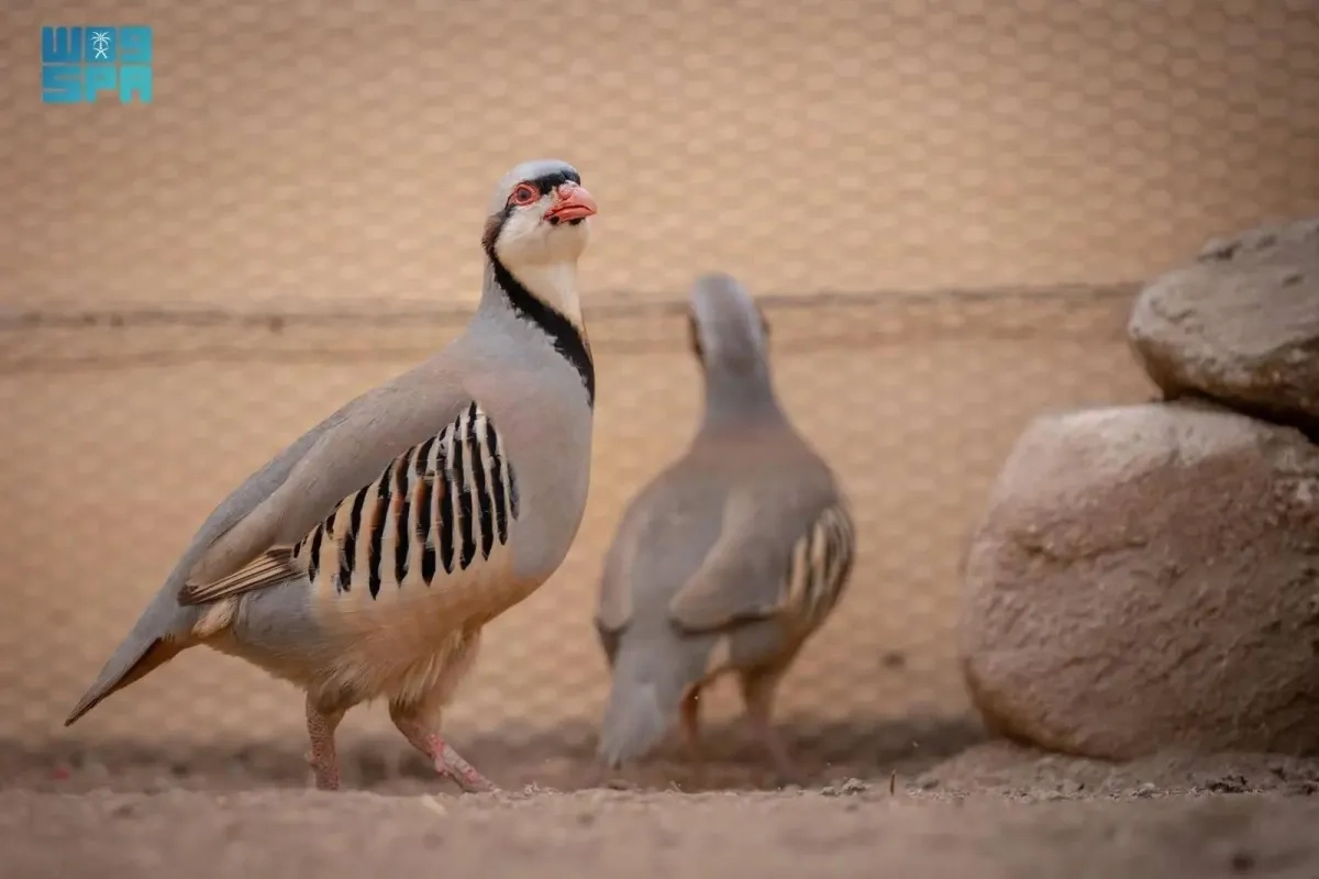 Saudi Wildlife Center Launches Partridge Breeding Programs to Reintroduce Species into Natural Habitats