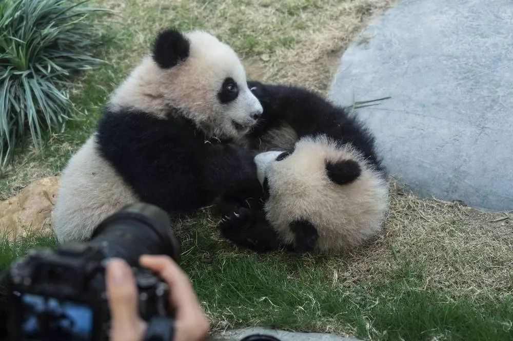 Hong Kong's Baby Pandas Finally Get Names. Meet Jia Jia and De De