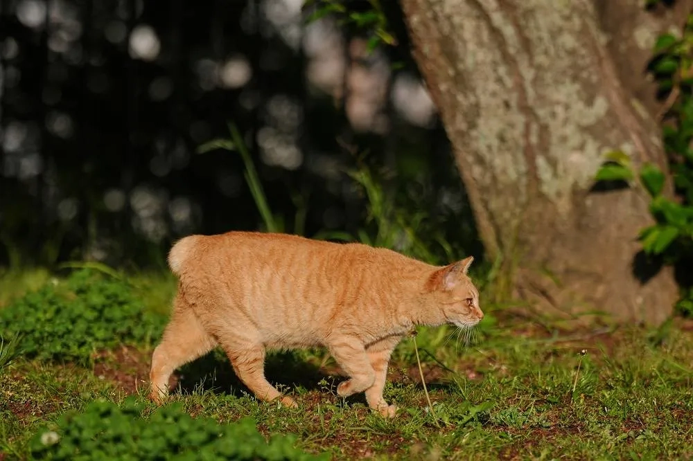 In Japan, Rare Bobtail Cats Are Considered Good Luck. Nagasaki Is Filled with Them