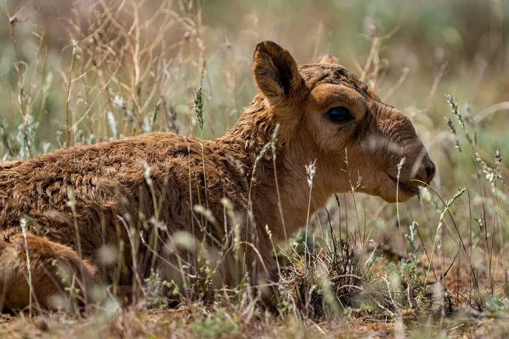 Kazakhstan to Allow Hunting Once Endangered Antelopes