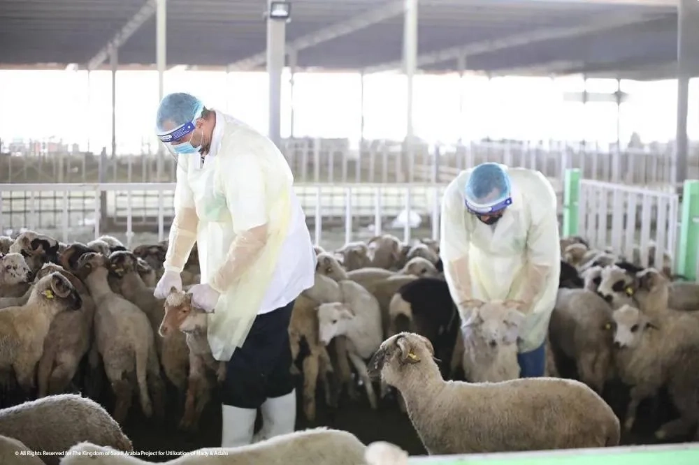 Adahi to Asharq Al-Awsat: We Are Employing AI to Achieve Operational Efficiency