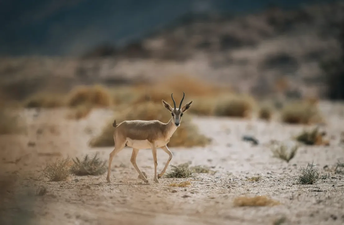 NEOM Nature Reserve Reintroduces Six Animal Species