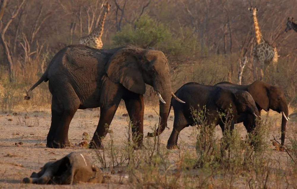Zimbabwe to Cull Elephants and Distribute Meat to People