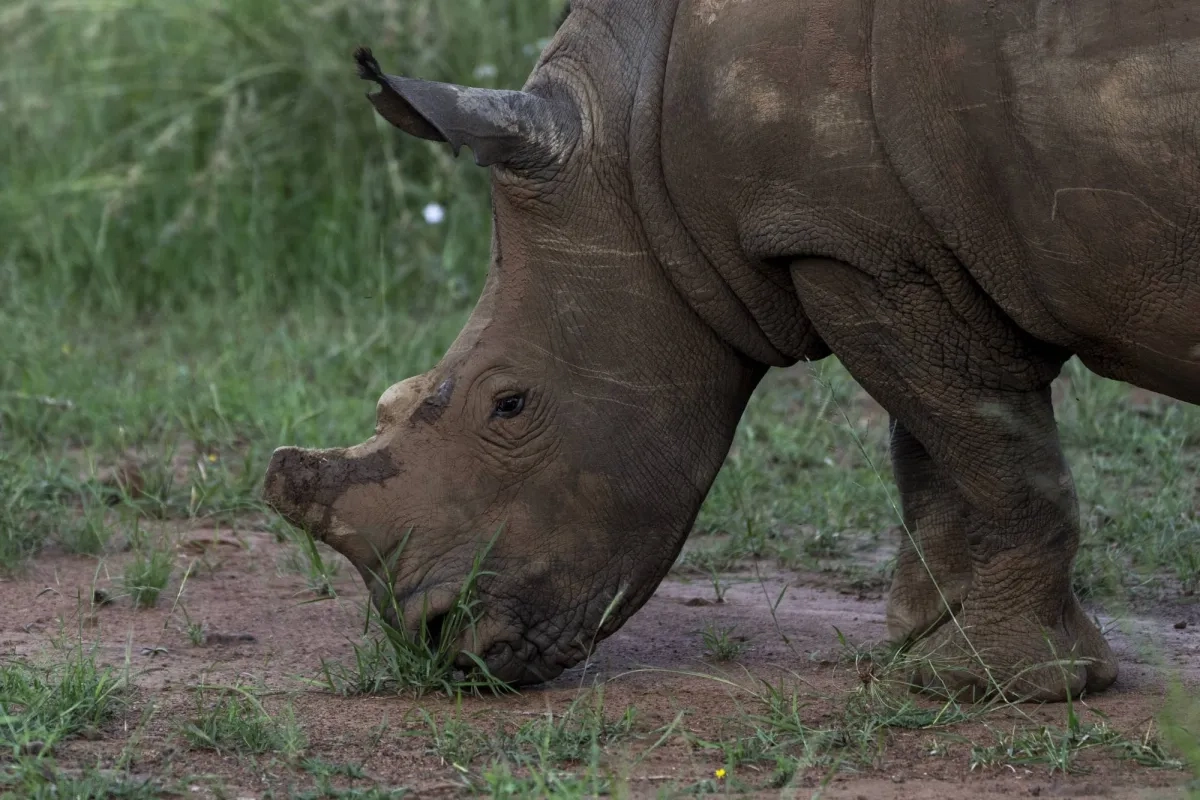 Cutting Off Rhinos' Horns is a Contentious Last Resort to Stop Poaching. New Study Found it Works