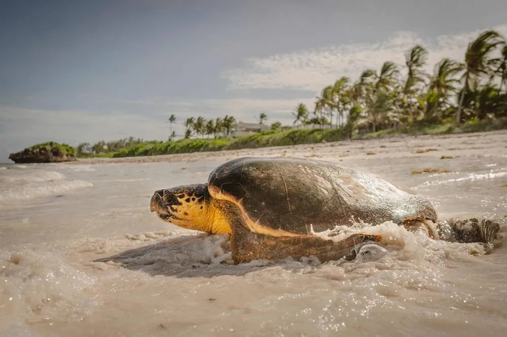 Kenya NGO Saves Turtles from Nets, Plastic and Rising Tides