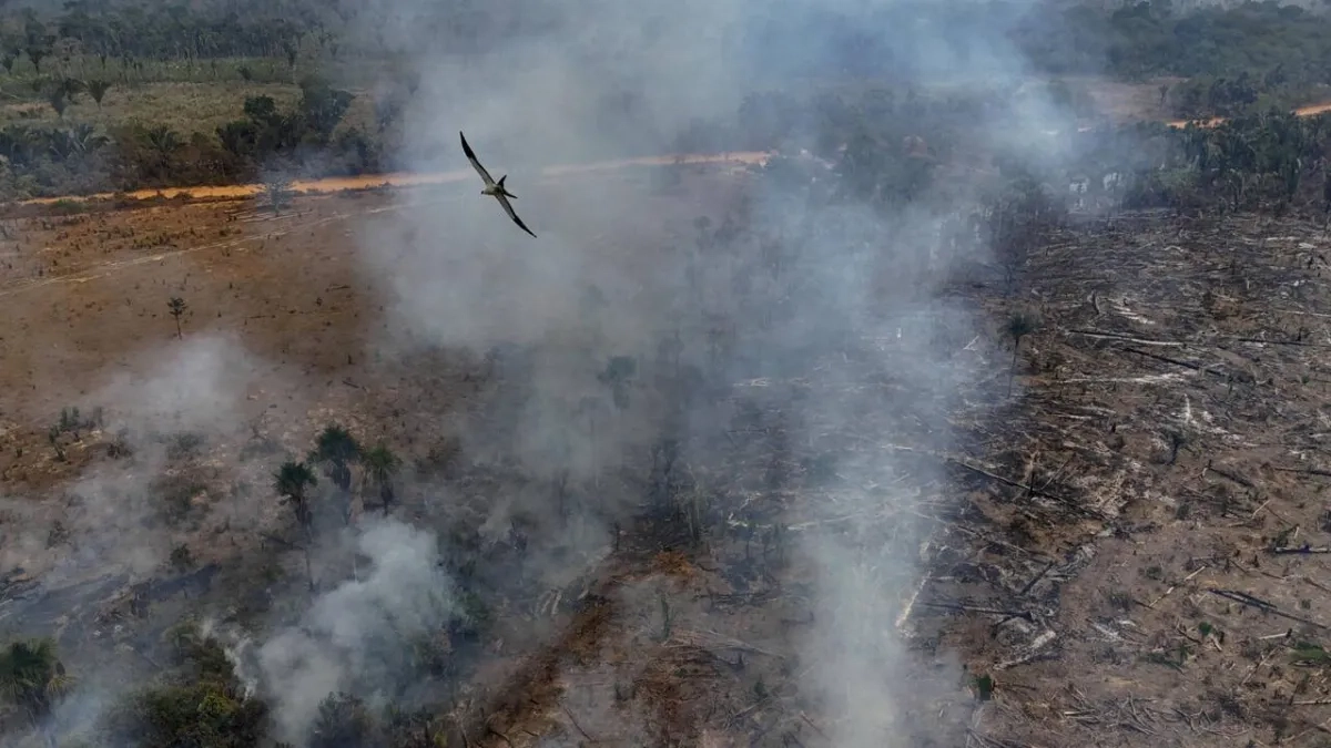 Brazil Fires Drive Acceleration in Amazon Deforestation