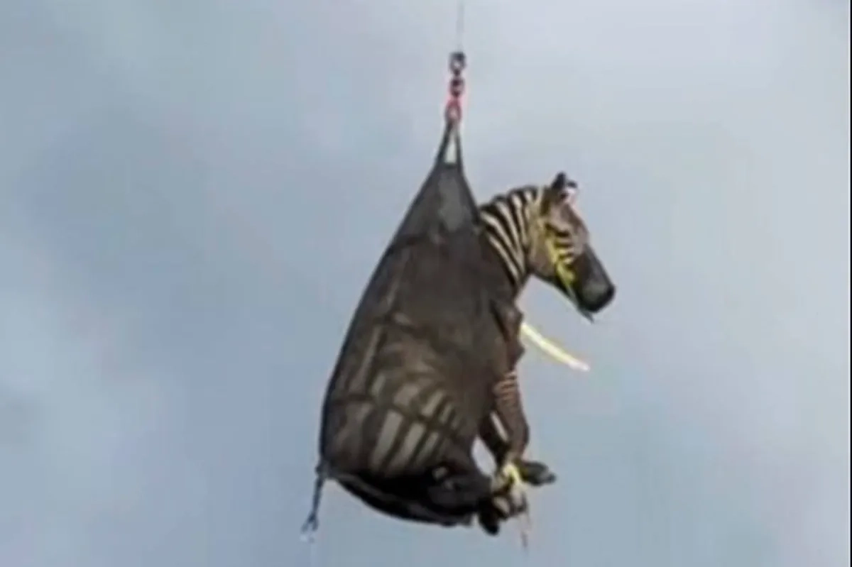 Runaway Pet Zebra Captured in Tennessee