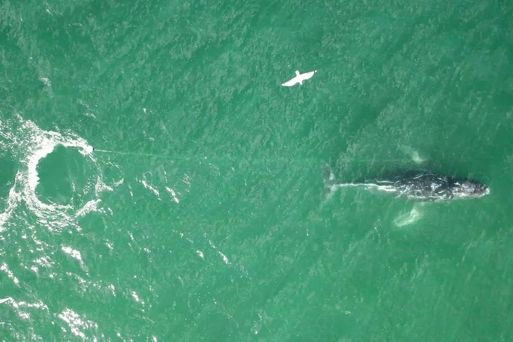 Tangled Humpback Whale Sparks Rescue Mission off Australia