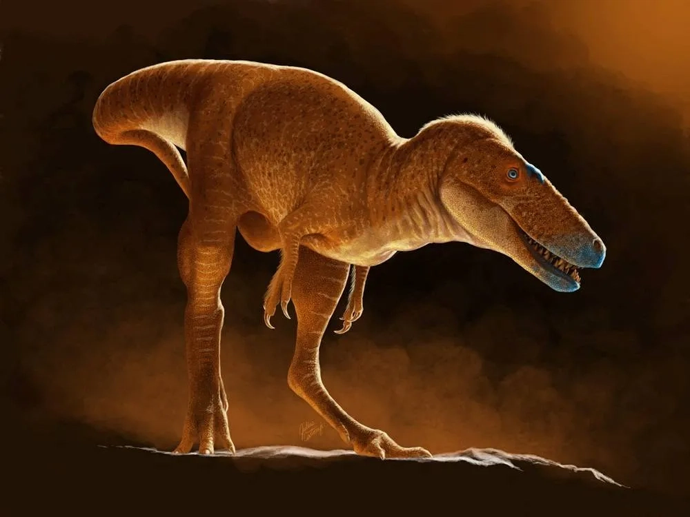 New T-Rex Ancestor Discovered in Drawers of Mongolian Institute