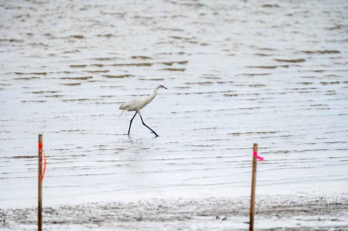 Scientists Track Egret's 38-hour Flight from Australia to PNG