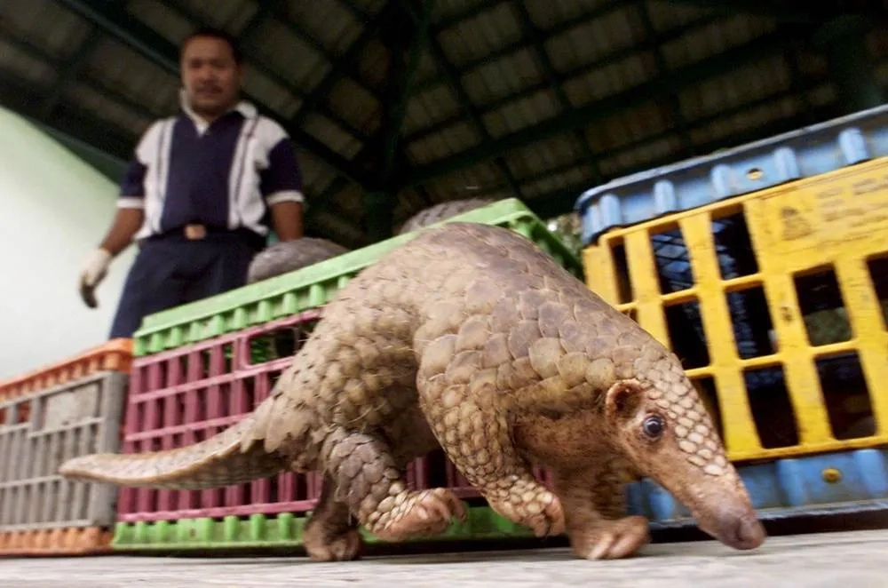 US Moves to Protect All Species of Pangolin, World's Most Trafficked Mammal