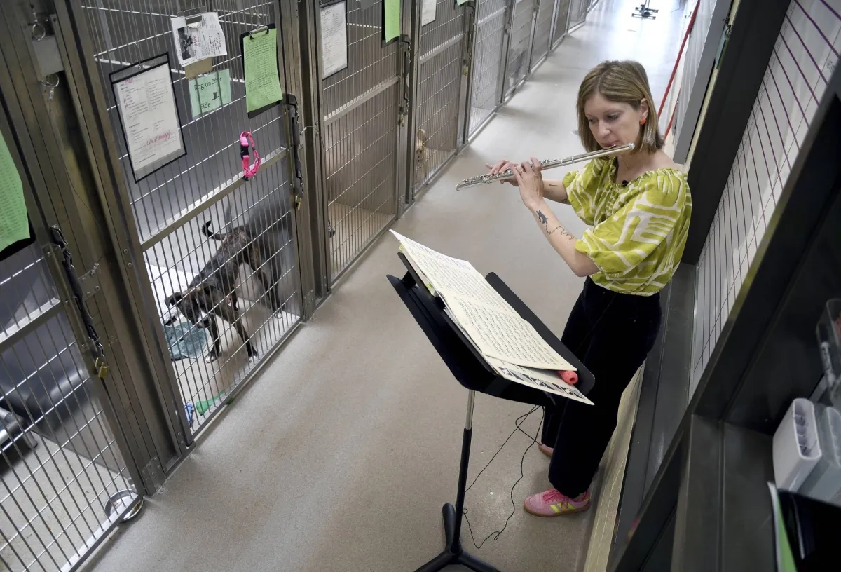 Volunteers Use Universal Language of Music to Soothe Stressed Shelter Animals
