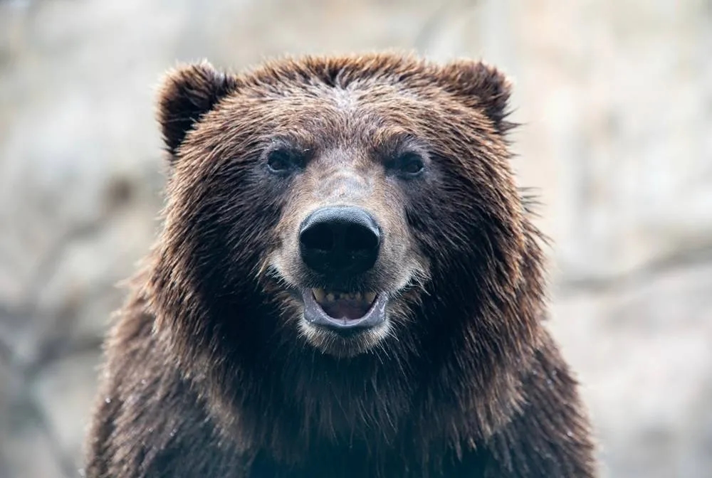 An Alaska Brown Bear Has a New Shiny Smile After Getting a Huge Metal Crown for a Canine Tooth