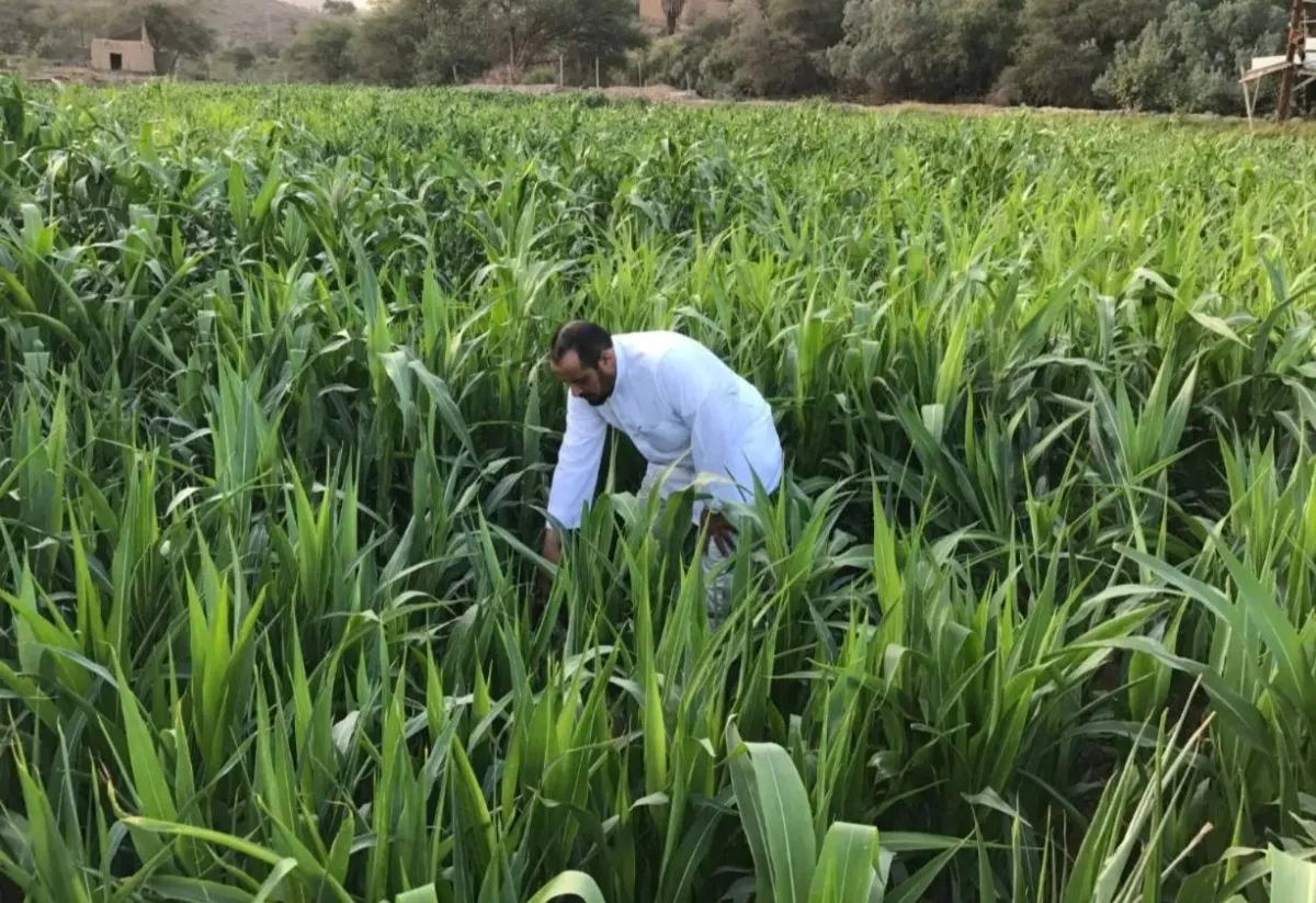 السعودية و«إيفاد» يتعاونان لمكافحة الجوع وتعزيز الأمن الغذائي