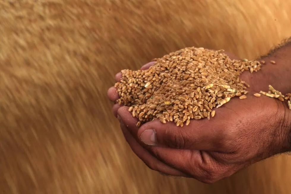 Syria's Wheat War: Drought Fuels Food Crisis for 16 Million