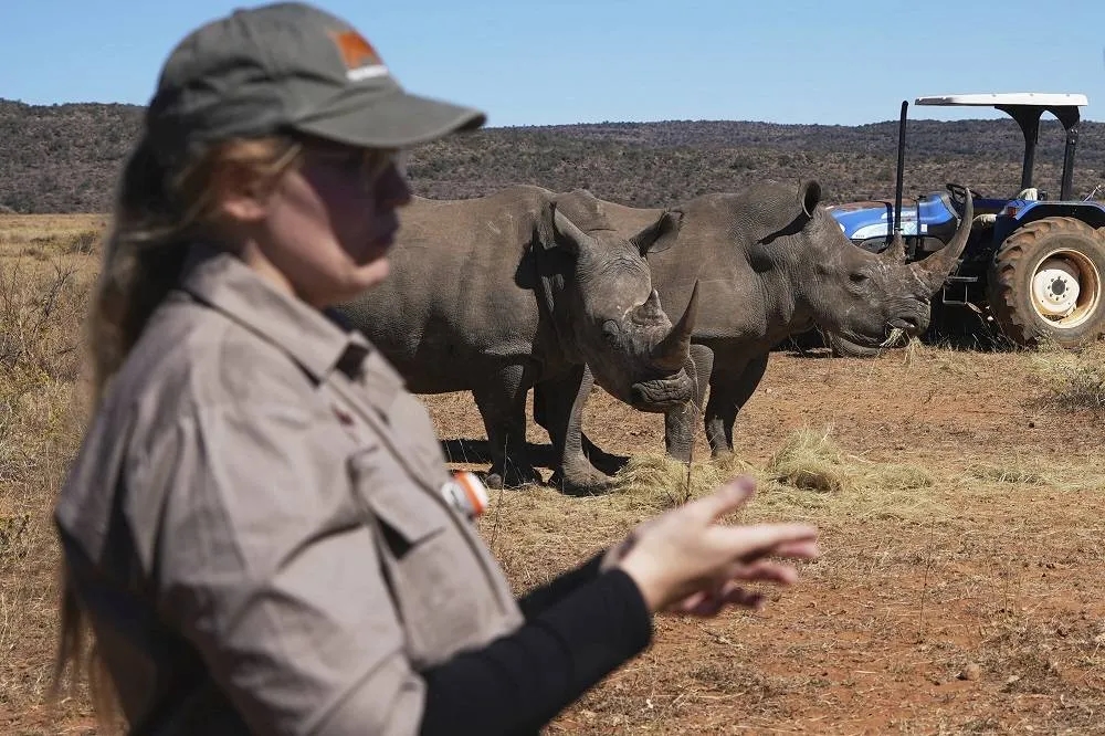 Scientists in South Africa Are Making Rhino Horns Radioactive to Fight Poaching