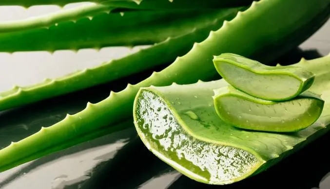 ماذا يحدث لضغط دمك عند شرب عصير الصبار؟
