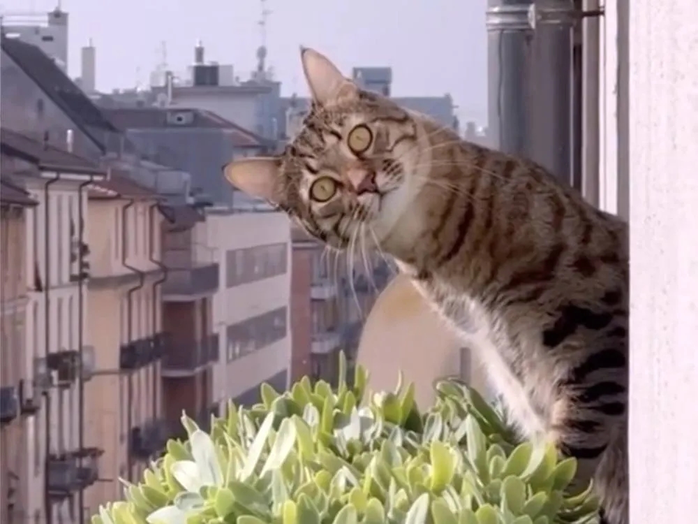 Now Playing in Movie Theaters: 73 Minutes of Cat Videos, for a Good Cause