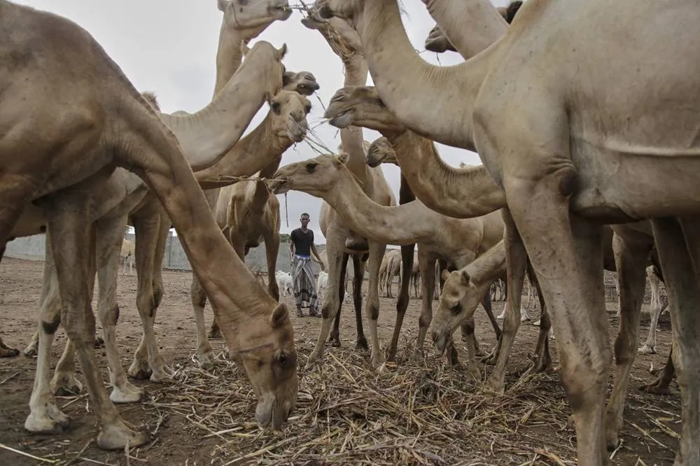 Somalia's Camel Milk Revolution Is Improving Nutrition and Creating Jobs