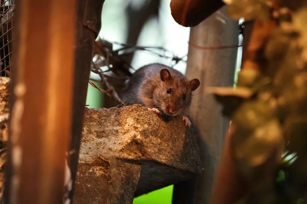 New York Declares Total War on Prolific Rat Population