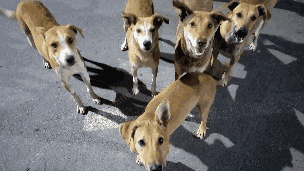 Stray dogs have the right to live. SC order can trigger a wave of animal cruelty