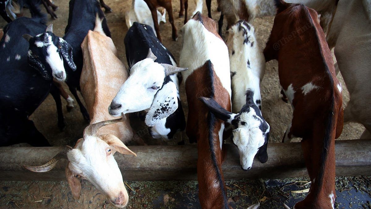 Law doesn't ban Bakrid sacrifice, but politics thrives on pretending it does