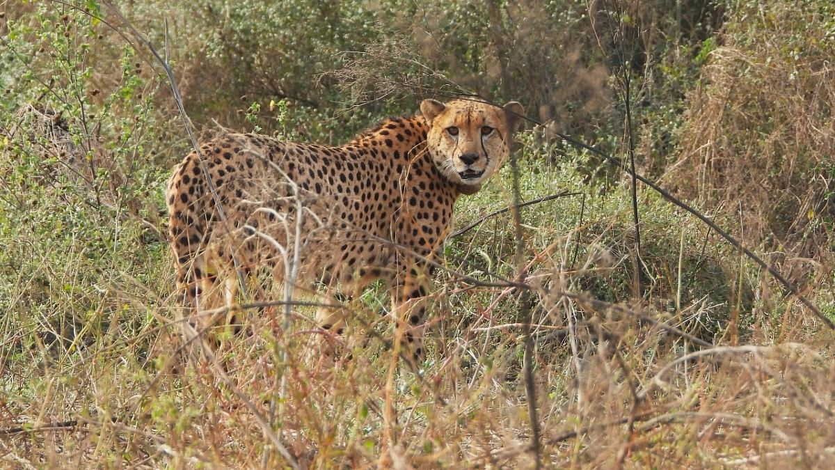 Nauradehi to be cheetahs' new home in MP. It's preparing by expanding prey base, relocating villages