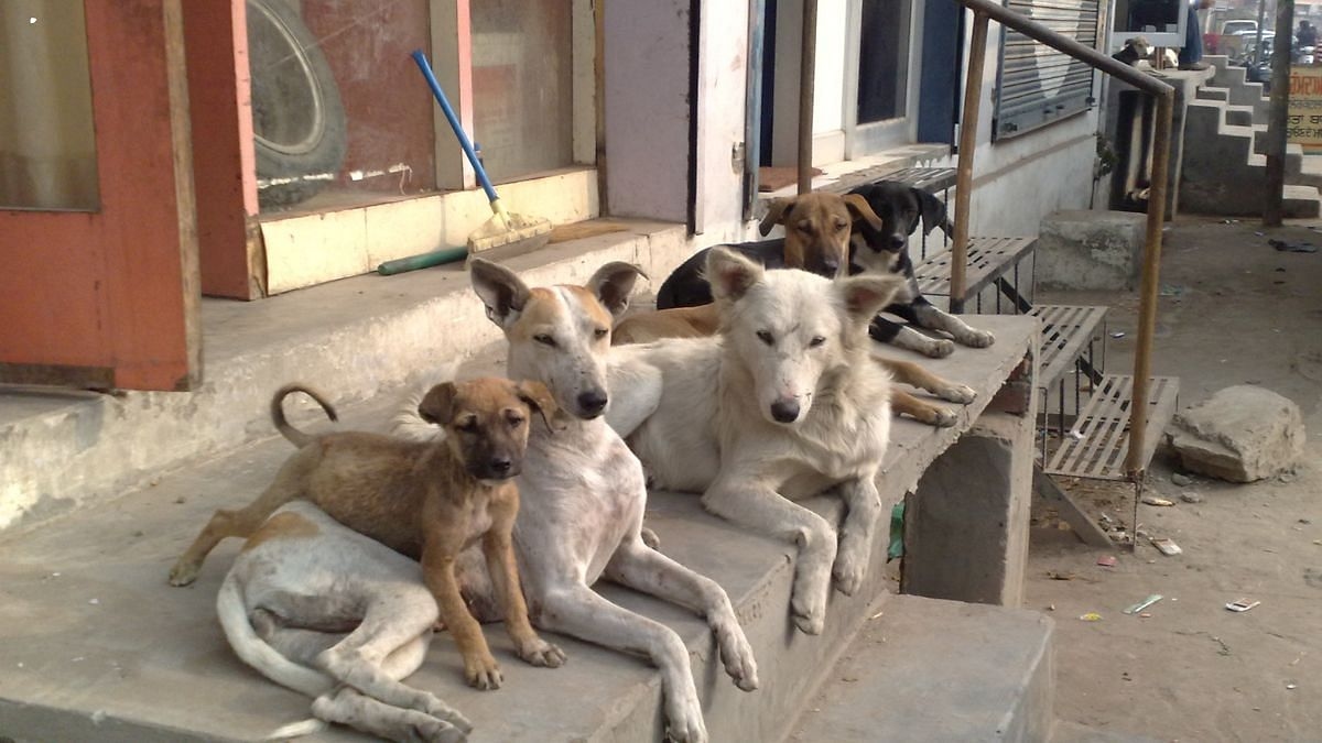 Bengaluru's plan to feed Rs 2.9 cr stray dogs has residents questioning govt's ‘misplaced' priorities