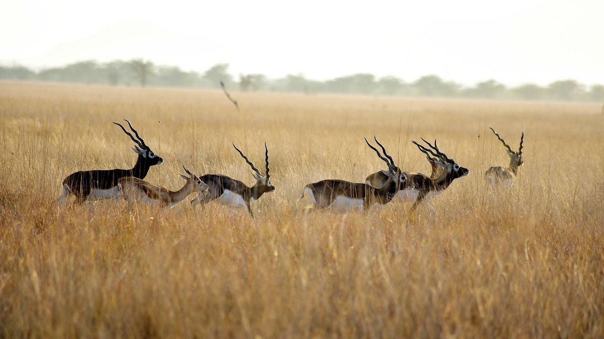 MP forest dept to use low-altitude helicopters to herd crop-raiding wildlife away from farmlands
