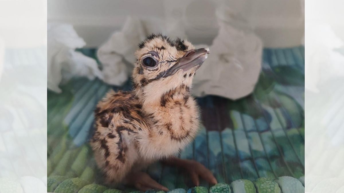 9 Great Indian Bustard chicks were moved from Jaisalmer to safety in night op amid Pakistani shelling