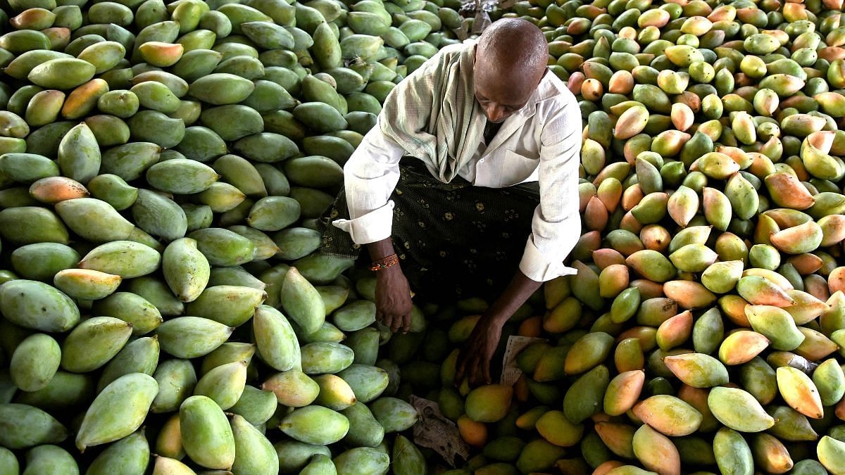 Karnataka protests ‘ban' on its Totapuri mangoes entering AP, Naidu govt says ‘rescue your own farmers'