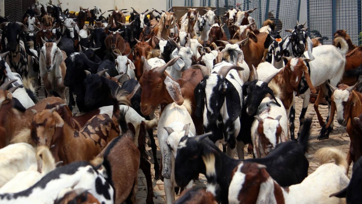Bakrid needs a makeover. India's poor need laptops & AC, not gift of meat
