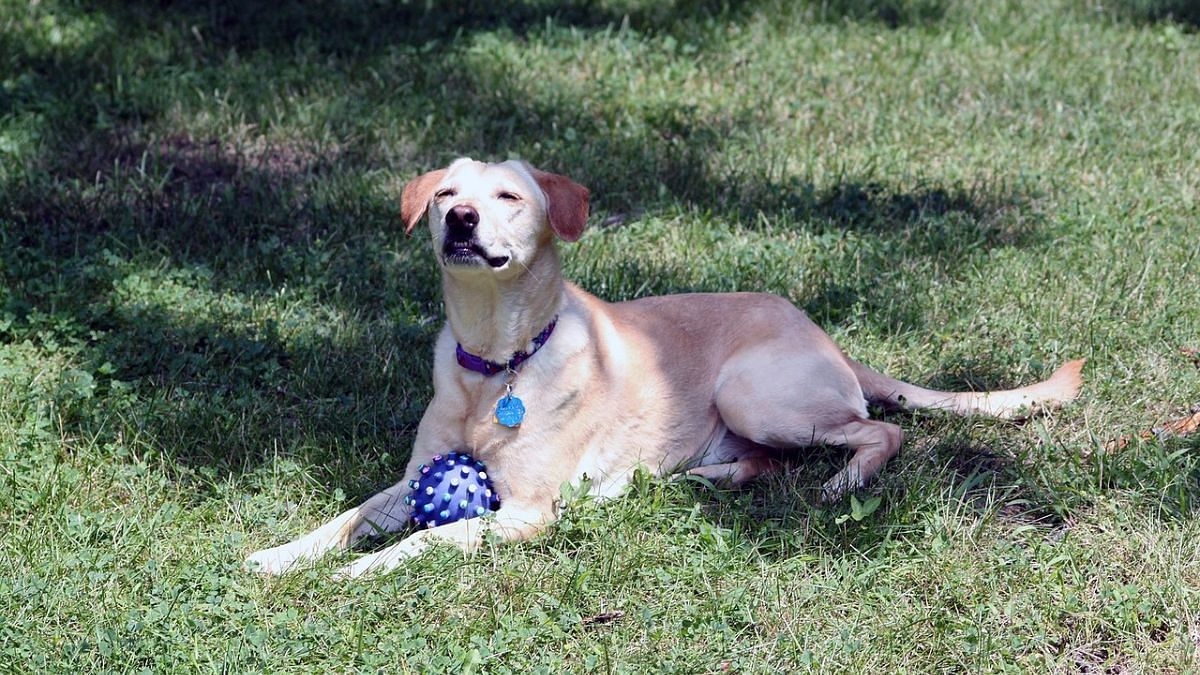 I hated dogs but adopted one. I didn't know it then, but I was the one being rescued