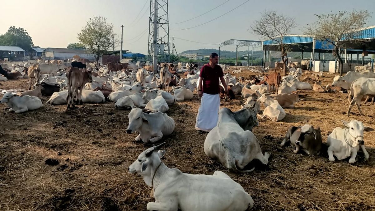 What's behind Telangana CM Revanth Reddy's new gau raksha focus & what the state plans to do
