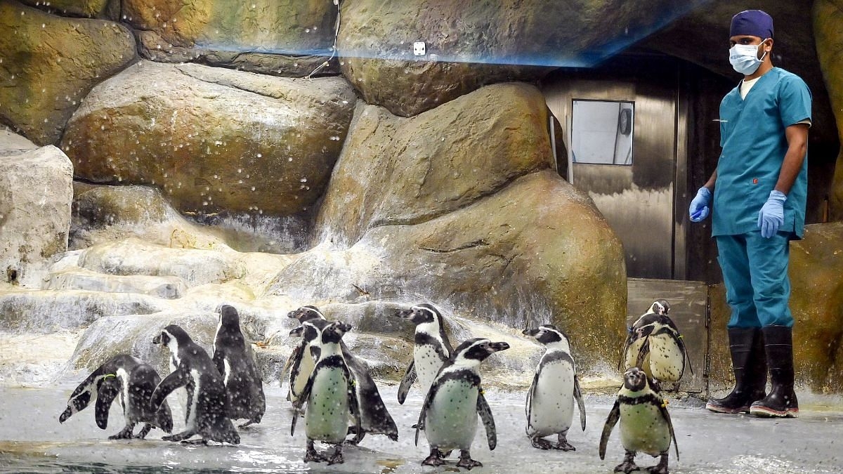 Not Noddy, Tom & Pingu, but ‘Adu, Sanju & Teju'—BJP wants Mumbaikar penguins to have Marathi names
